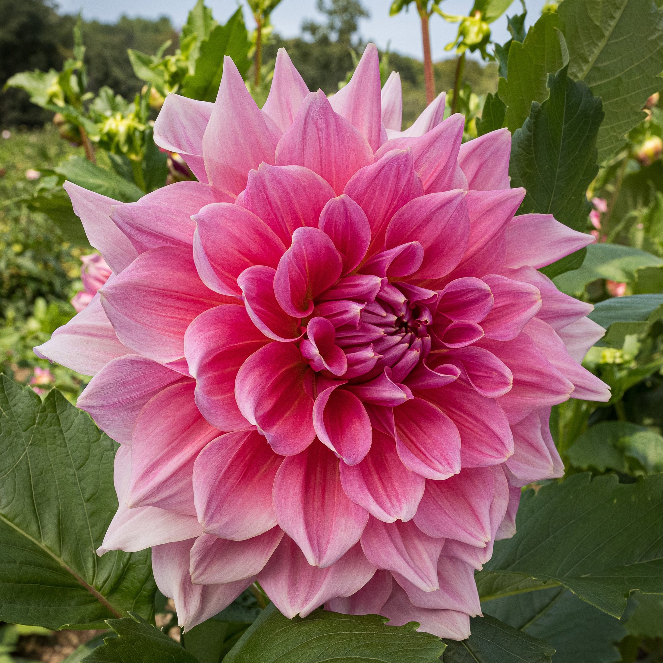 Otto's Thrill Dahlia – Bear Creek Farm