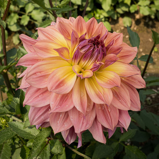 Papageno Dahlia