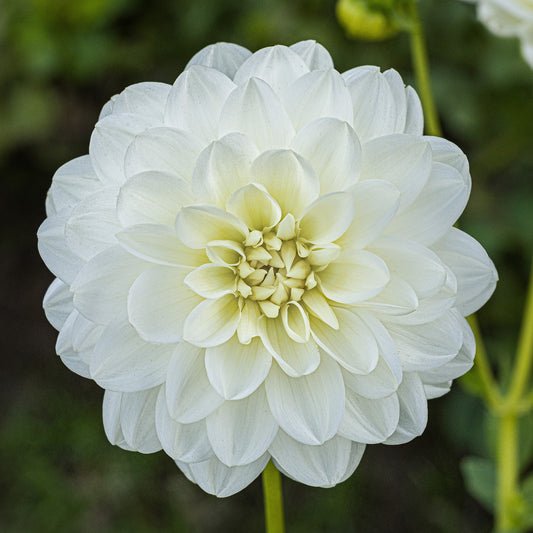 Peace Pact Dahlia