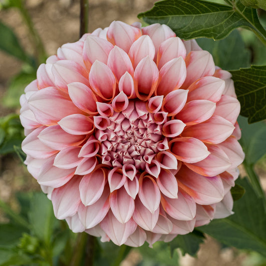 Peaches ‘n’ Cream Dahlia