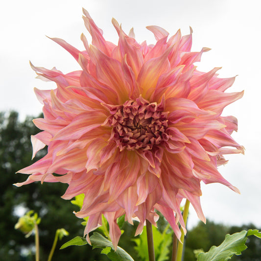 Penhill Watermelon Dahlia