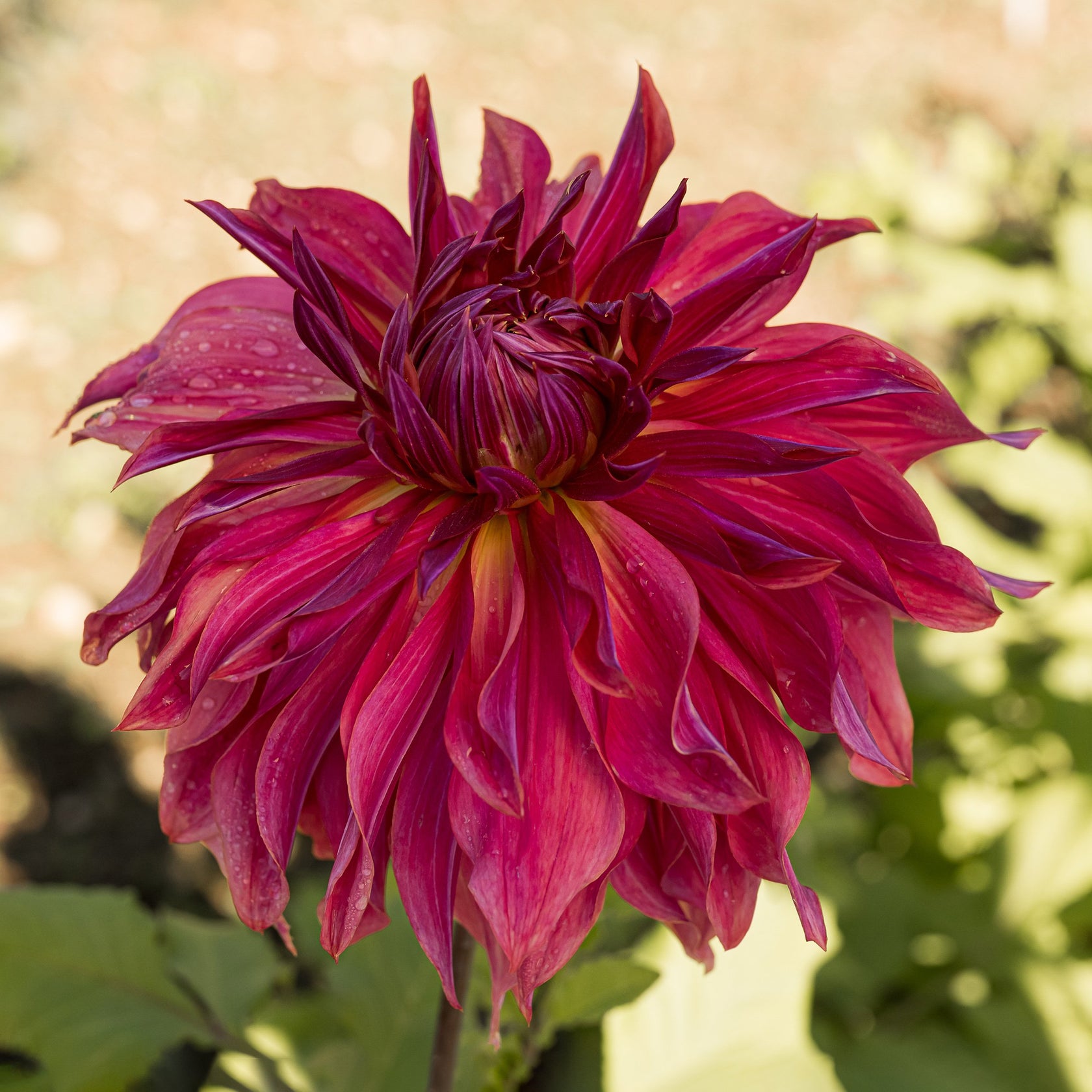 Penhill Dark Monarch Dahlia Bear Creek Farm