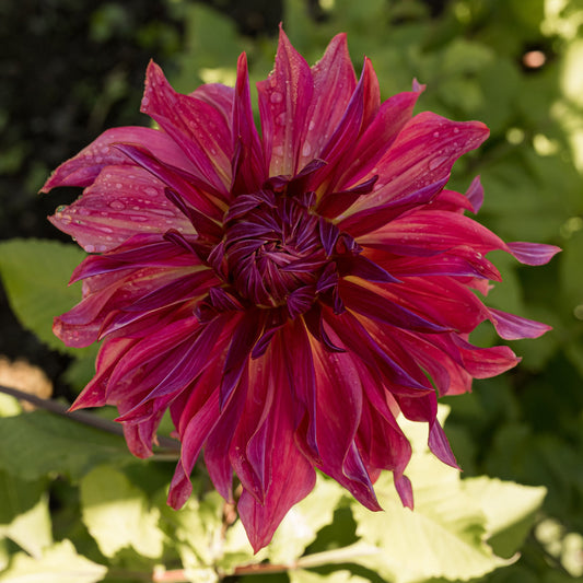 Penhill Dark Monarch Dahlia