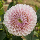 Pink Pearl Dahlia