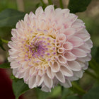 Pink Pearl Dahlia