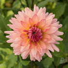 Preference Dahlia