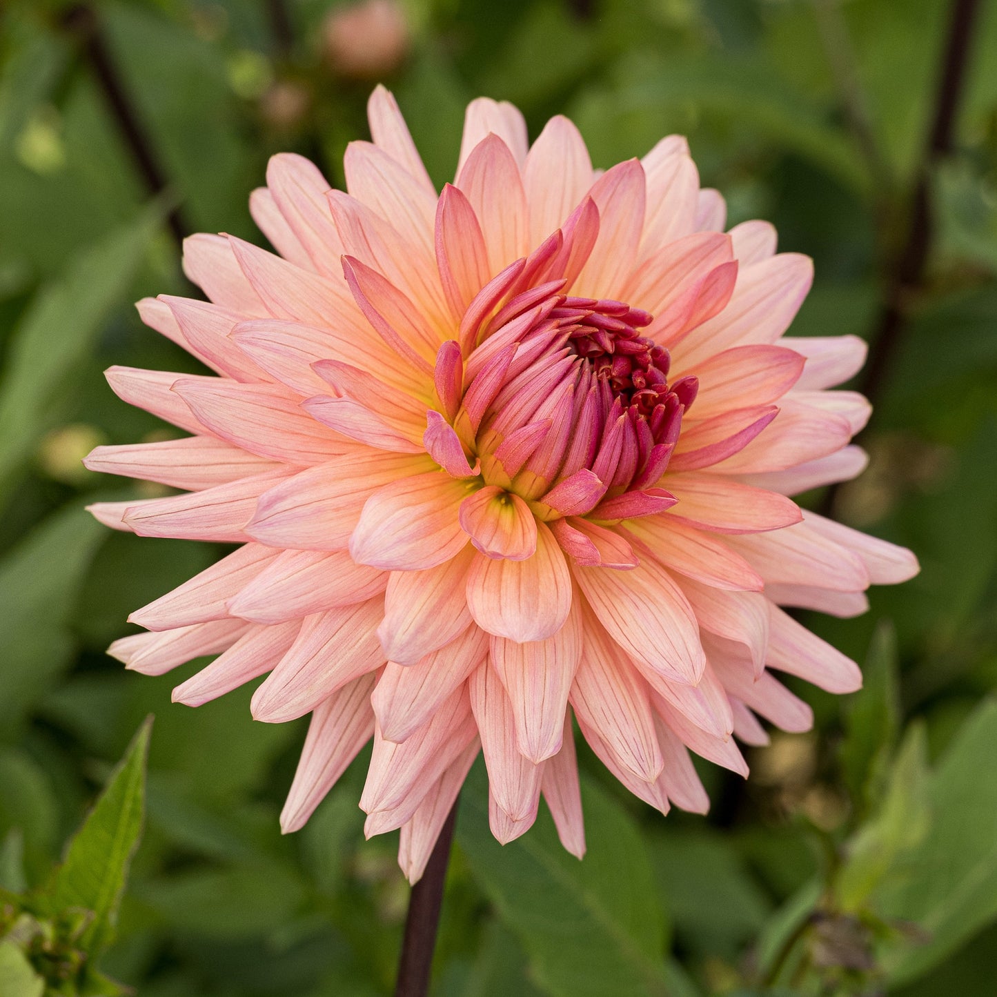 Preference Dahlia