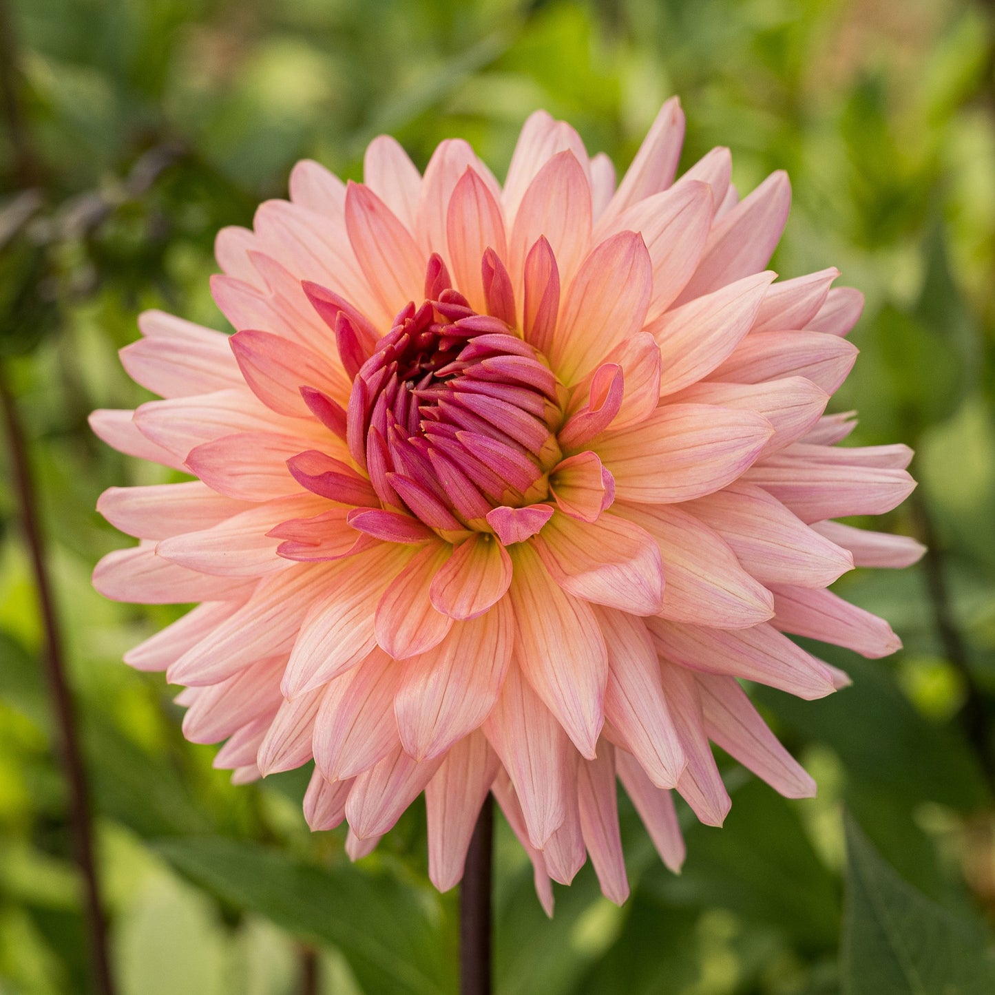 Preference Dahlia