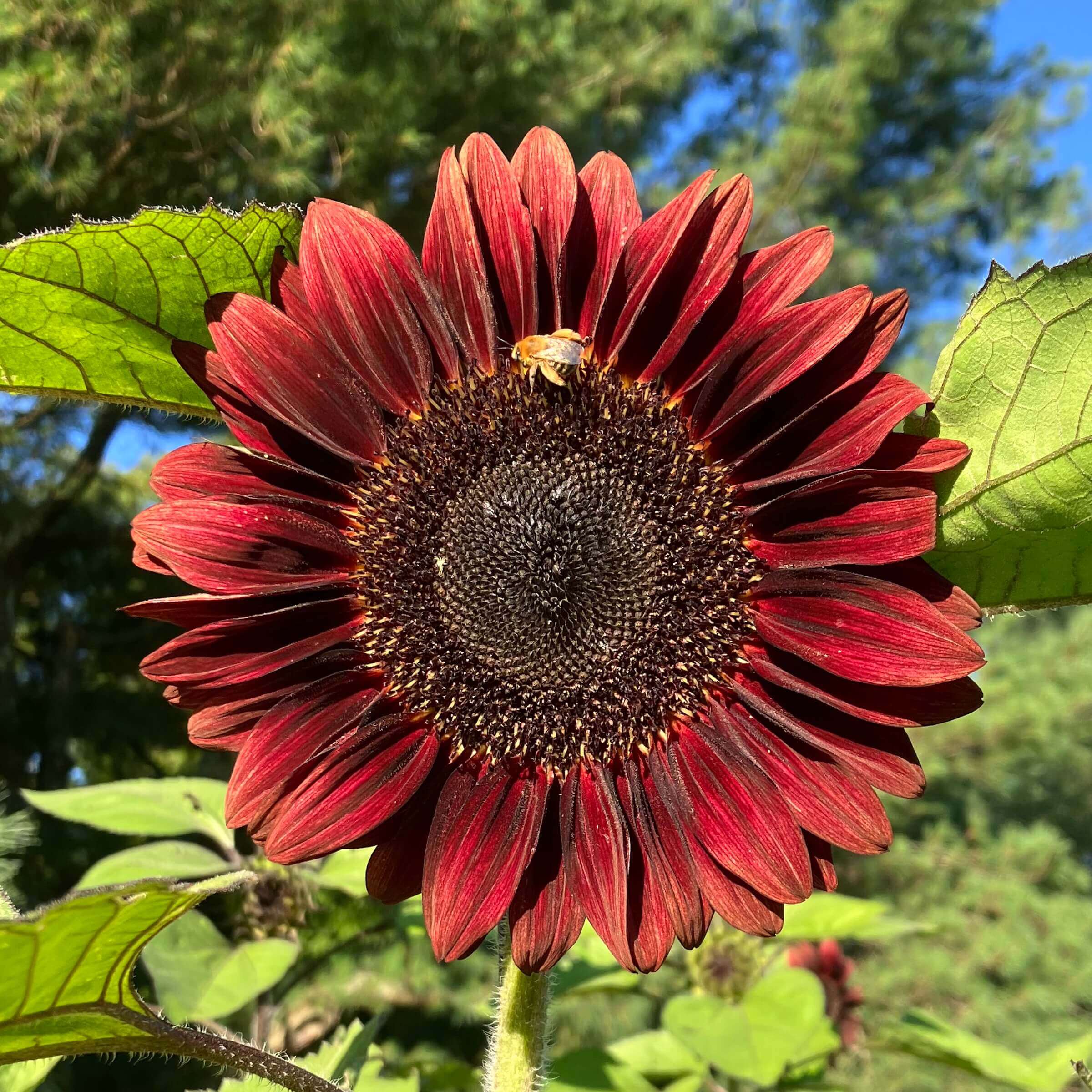 Sunflower Skip ProCut® Red Sunflower – Bear Creek Farm
