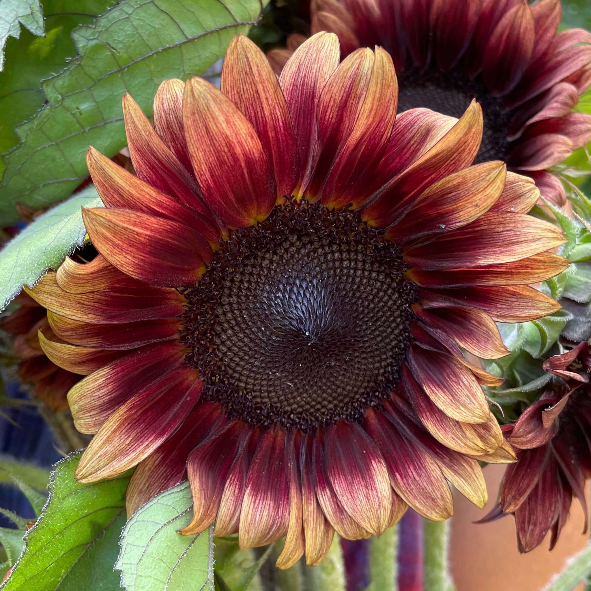 Red Sunflowe ProCut® Red Sunflower – Bear Creek Farm