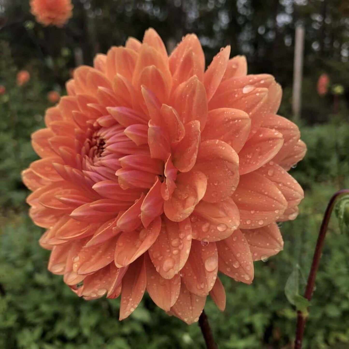 Renato Tosio Dahlia