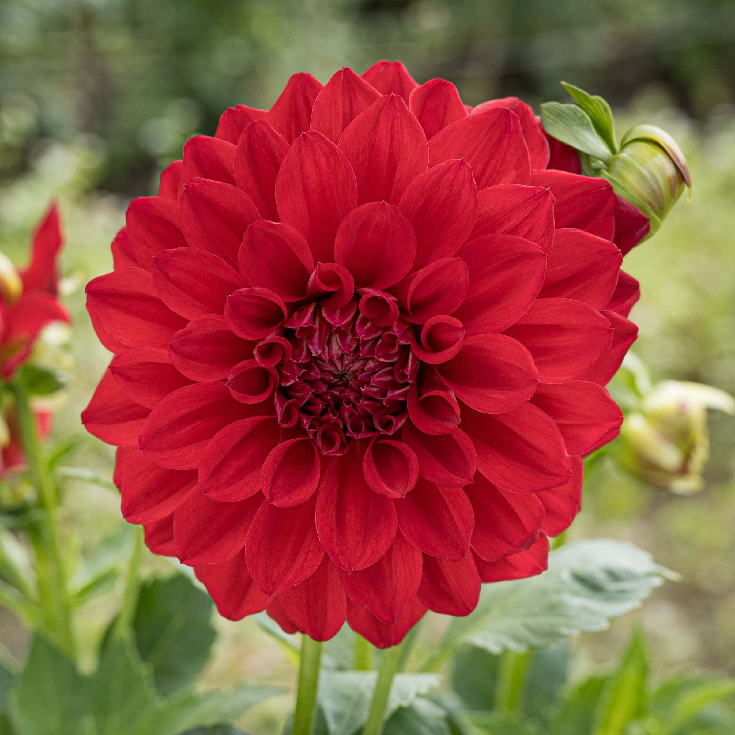 Buy Ruby Foss Dahlia Tuber (Bulb) – Bear Creek Farm