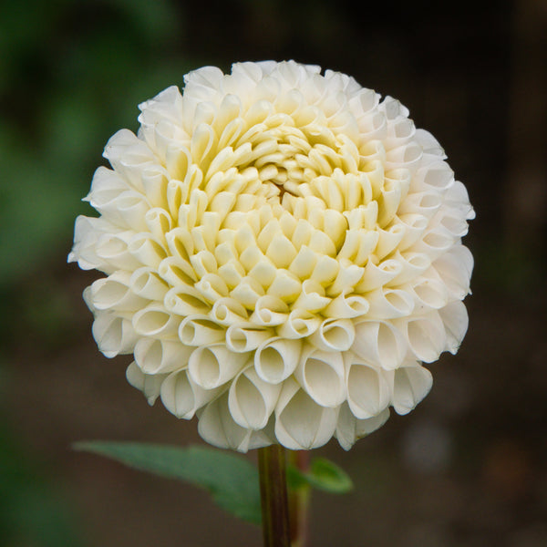 Small-World1_grande.jpg?v=