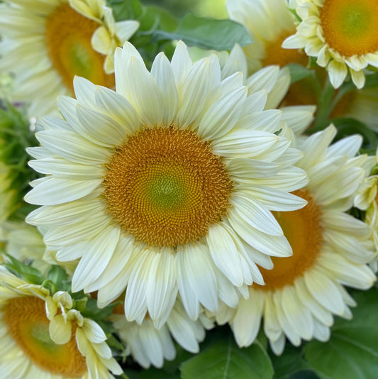 ProCut® White Lite Sunflower