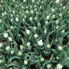 CSA Tulips