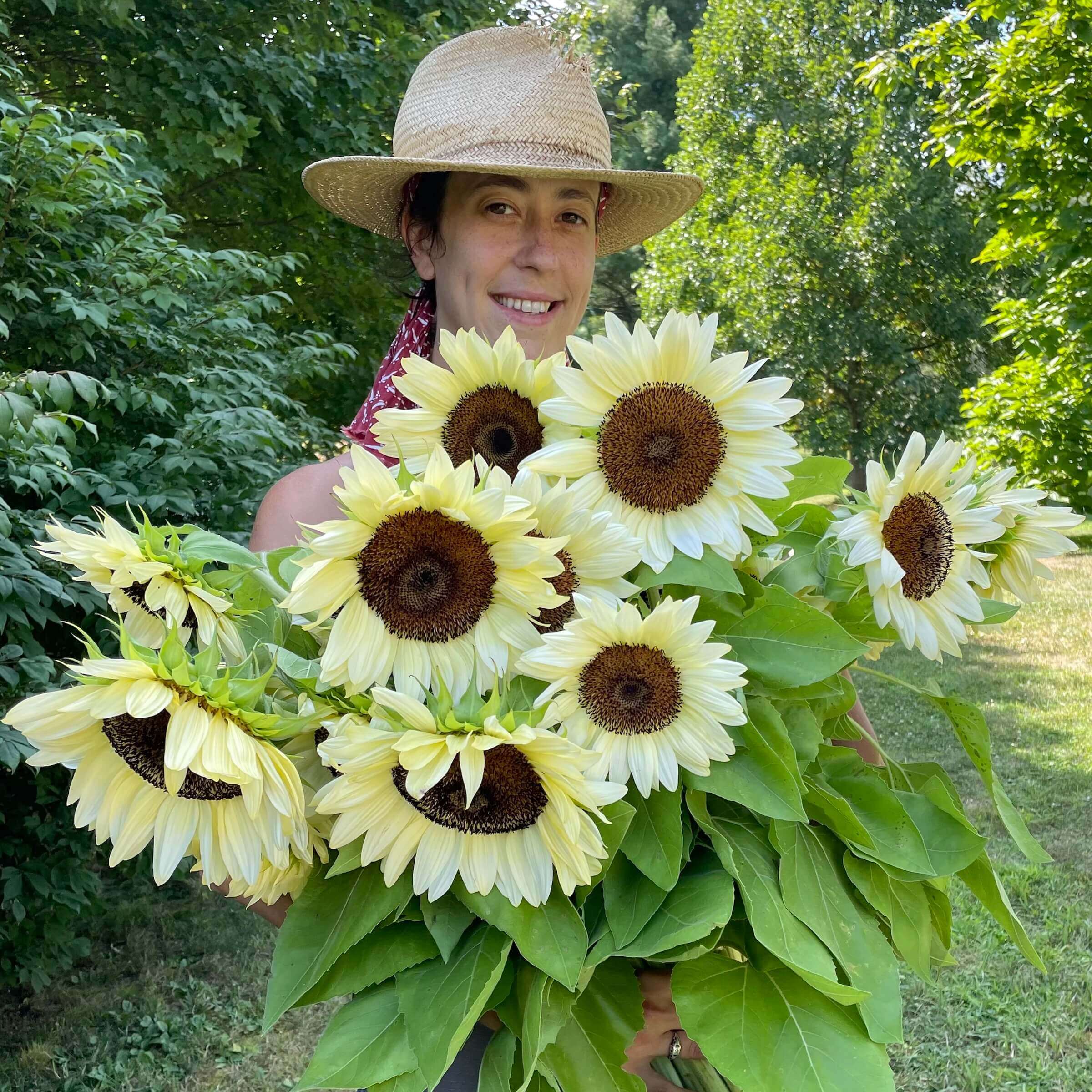 ProCut® White Nite Sunflower – Bear Creek Farm