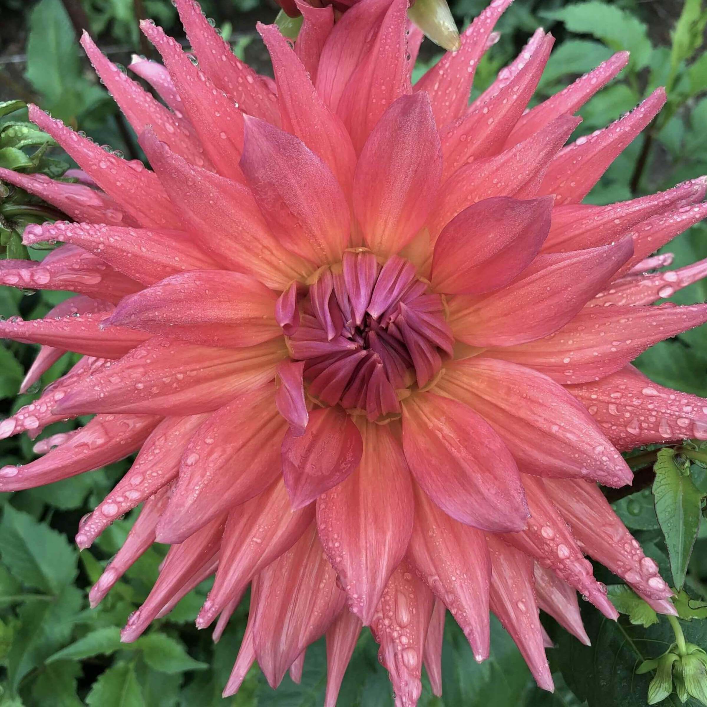 Buy Wyn's King Salmon Dahlia Tuber (Bulb) – Bear Creek Farm