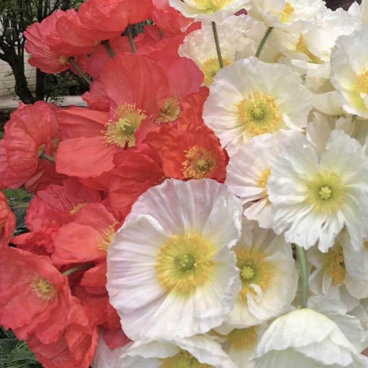 CSA Iceland Poppies