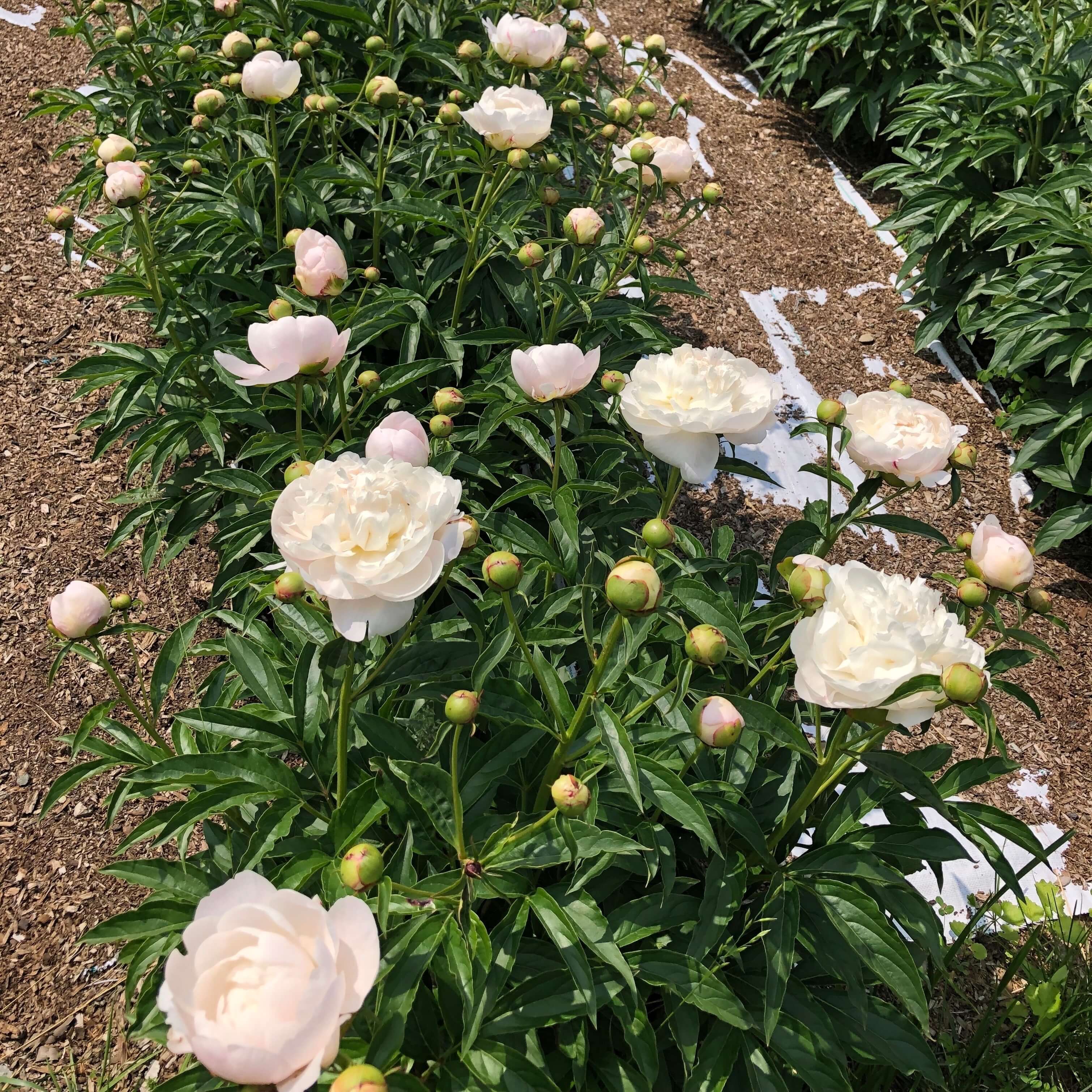 Peony Workshop – Bear Creek Farm