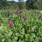 Half Day Dahlia Workshop