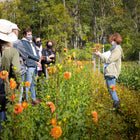 Dahlia Tuber Workshop